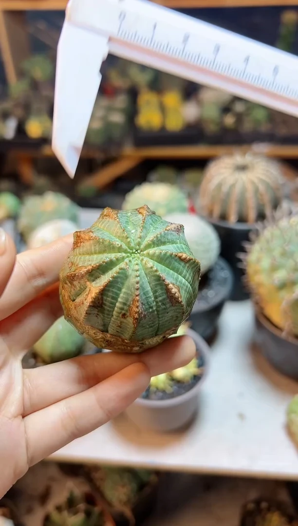 【闪购商品】布纹球自根5cm