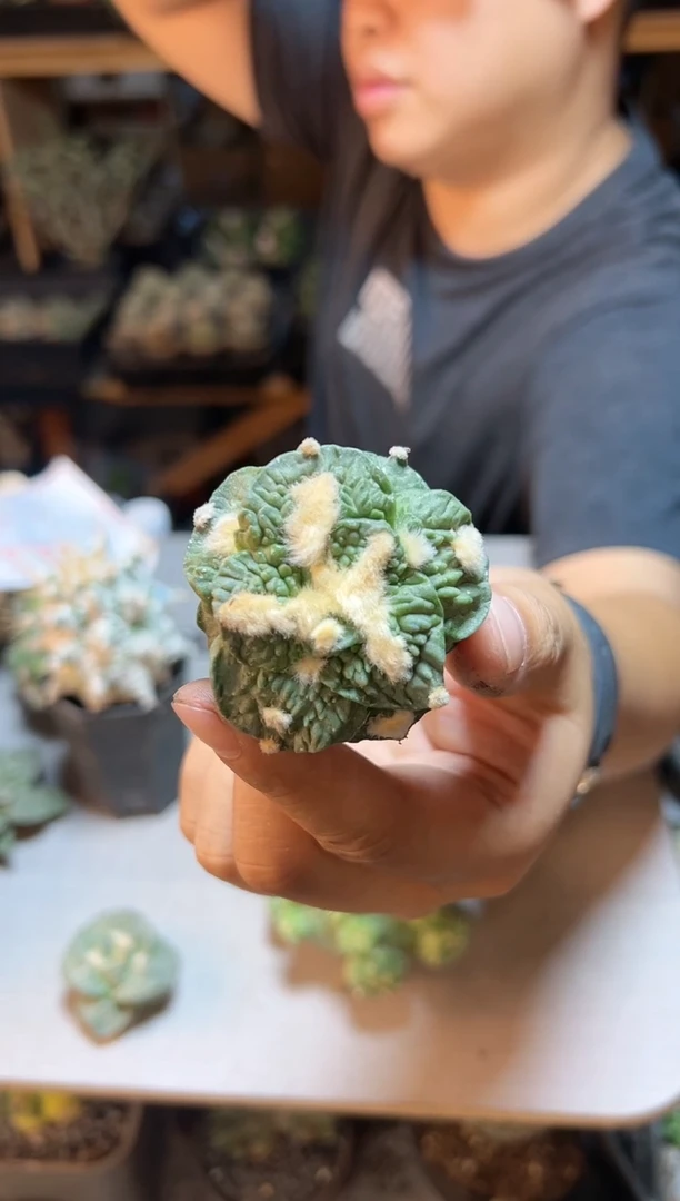 【闪购商品】32号中金怒5公分无根