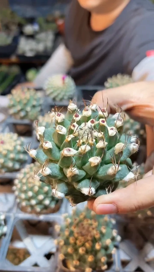 【闪购商品】苗接无根赤花娇丽7公分