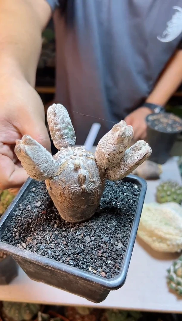 【闪购商品】2号自根木指纹恩总9公分