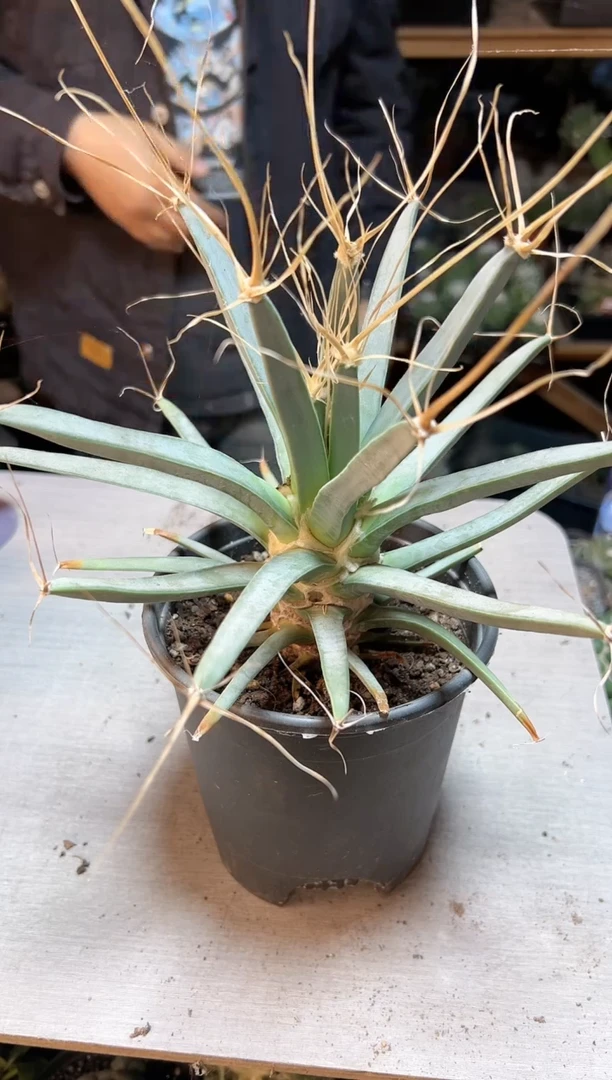 【闪购商品】1号实生大观山20公分