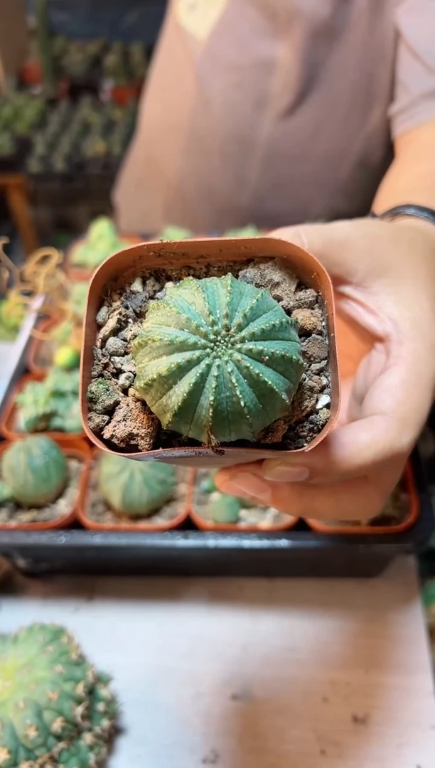 【闪购商品】单头泰布4公分