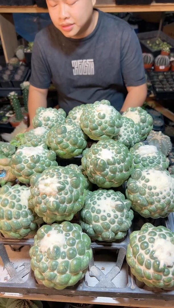 【闪购商品】升级版无刺象牙8公分无根