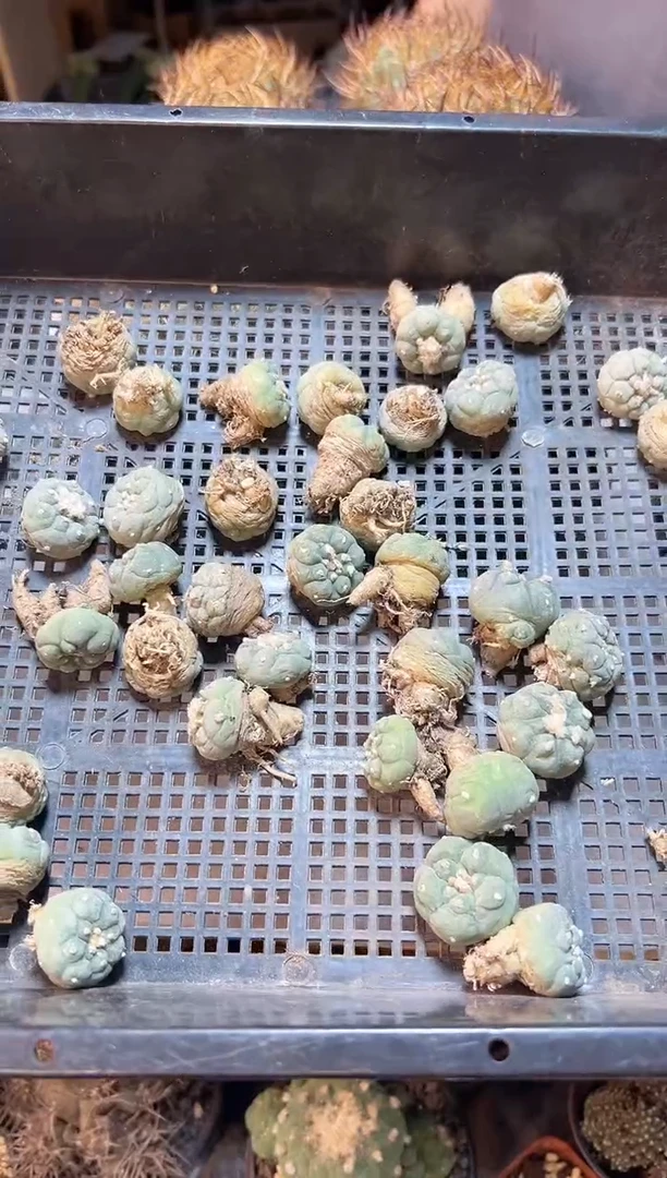 【闪购商品】修过根好基因银兜2.2公分1颗