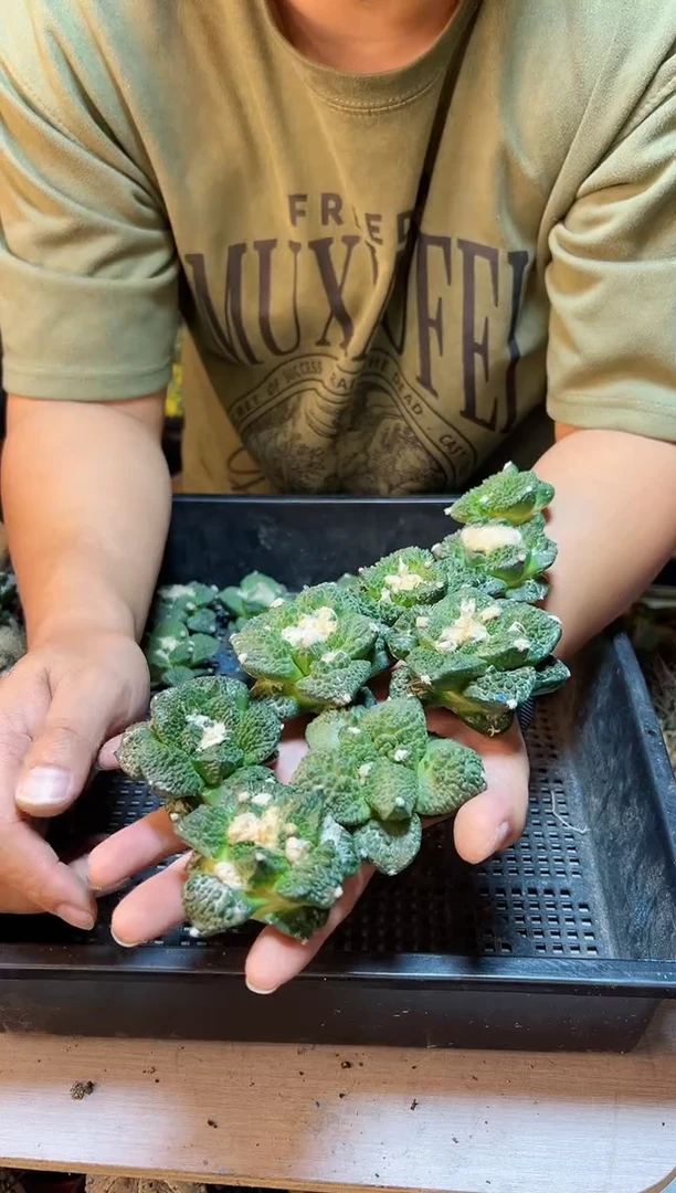 【闪购商品】苗接无根哥斯拉牡丹5.8公分1颗