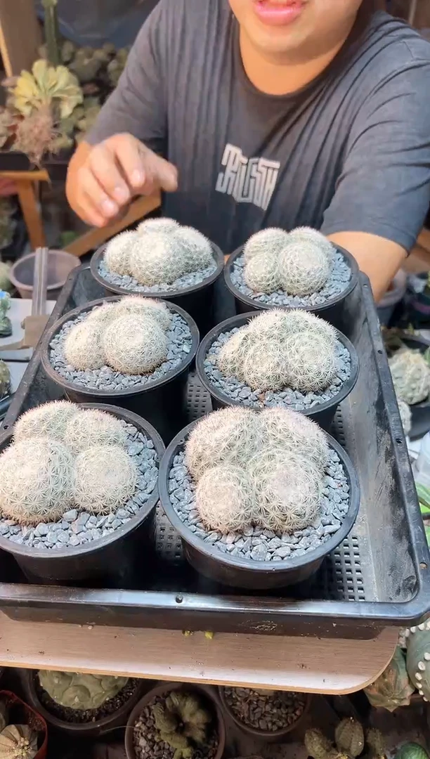 【闪购商品】实生满月4头7.8公分