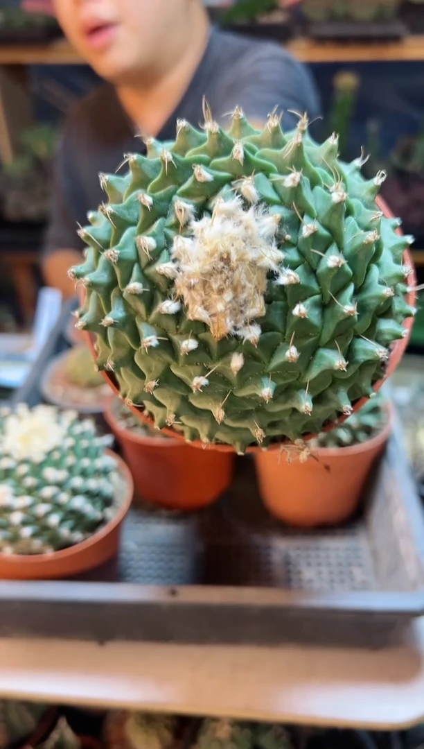 【闪购商品】自根帝冠9公分