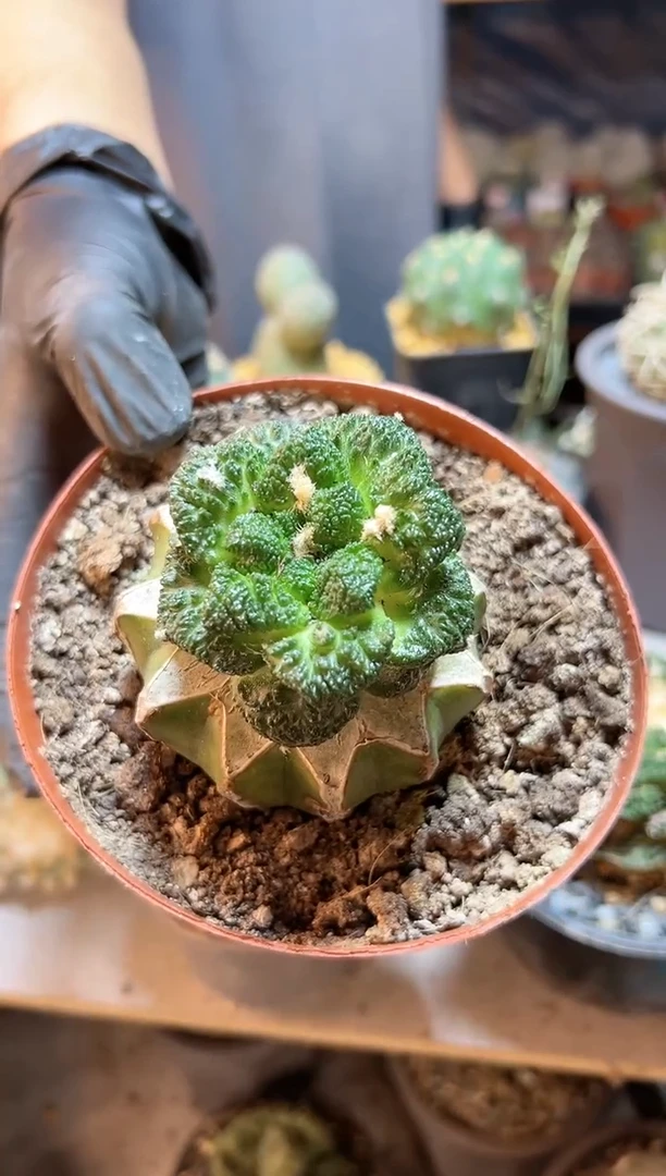 【闪购商品】30号哥斯拉牡丹5.7 公分草球