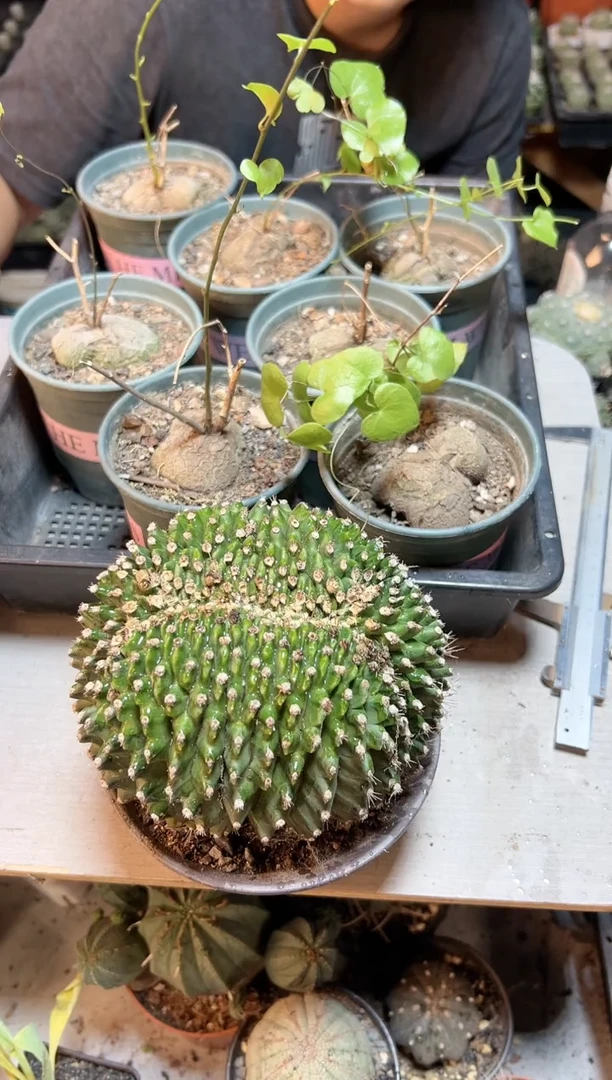 【闪购商品】13号实生翠晃石缀化12公分