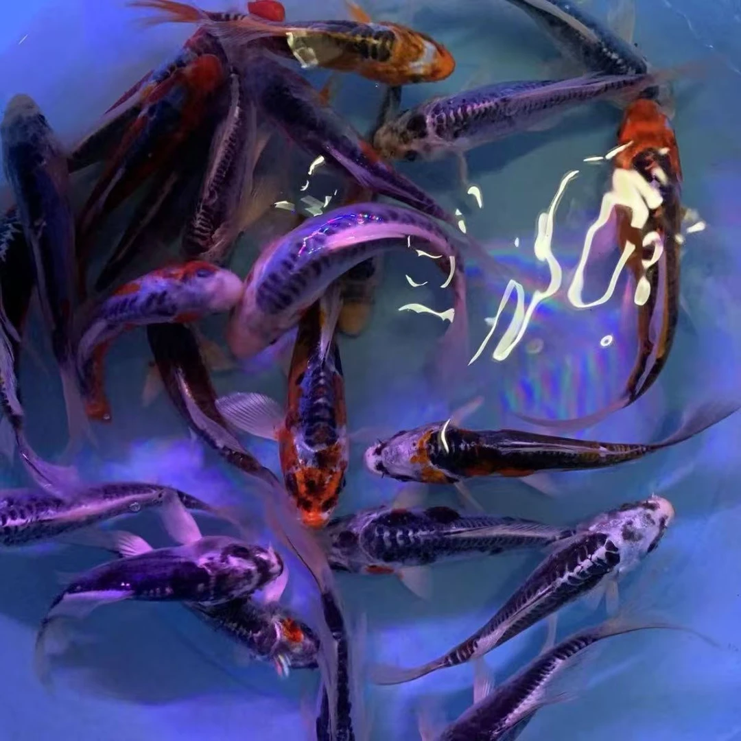 冷水鱼德系松叶彩龙皮鲤观赏鱼