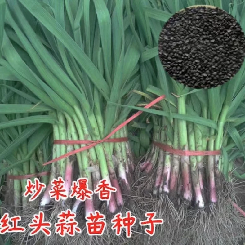 菜种籽蒜苗种籽蒜种红根宽叶香蒜种子四季大全蔬菜种子紫皮大蒜头