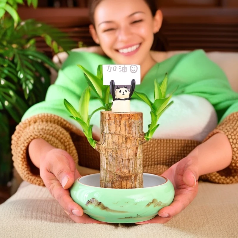 不带芽孢巴西木粗壮款大号幸运木水培植物桌面办公盆栽客厅绿植