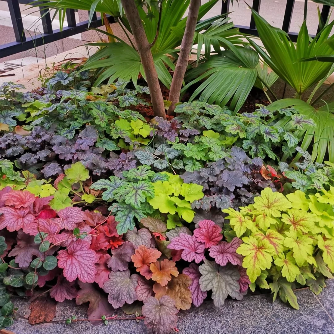 矾根耐寒植株观叶盆栽彩叶阳台庭院花园四季变色多年生好养殖包邮