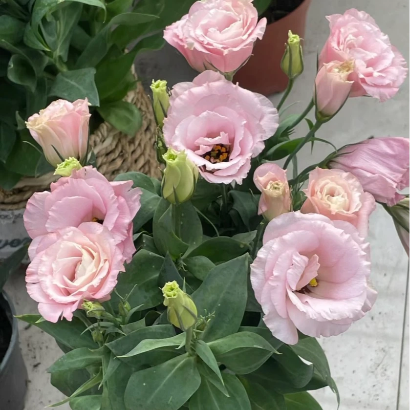 洋桔梗盆栽花苗重瓣花卉带花苞四季开花室内客厅阳台植株好养易活