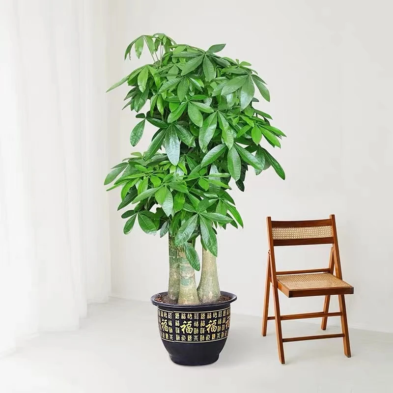富贵夏季盆栽室内大型招财树发黄绿植物办公室开业花卉阳台盆景
