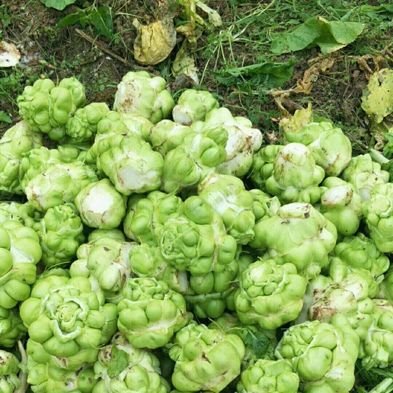 涪陵特产农户自种新鲜榨菜头5斤装包邮青菜头茎瘤芥原产皮薄种植