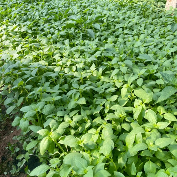 【福利价】河南新鲜大叶荆芥菜1斤2斤3斤4斤装现拔现发带跟蔬菜