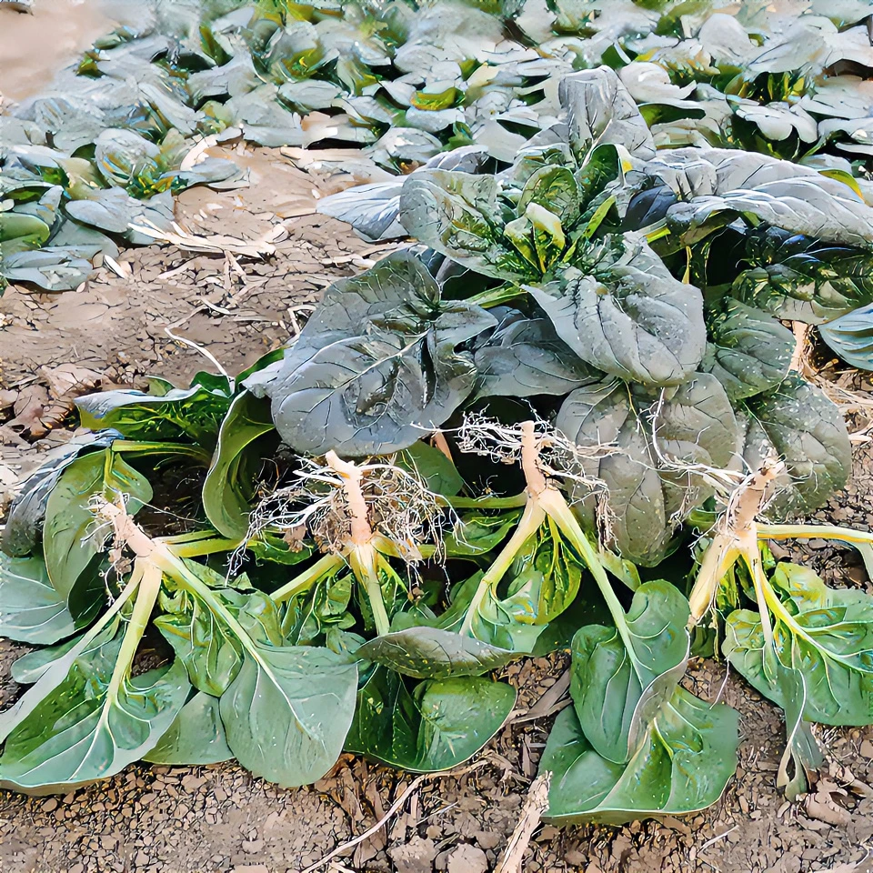 河南矮杆霜打趴地菠菜5斤装菠菜农家蔬菜新鲜