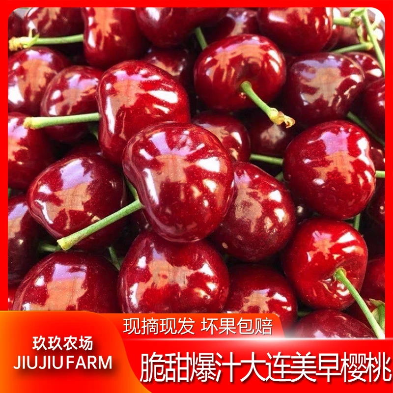 顺丰包邮大连美早大樱桃国产樱桃J空运1.8斤装 内附果径卡