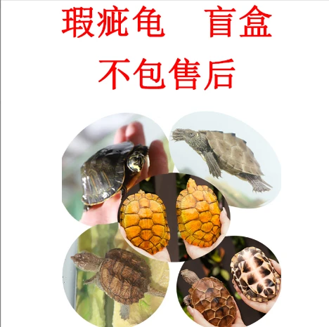 瑕疵龟 盲盒，放生龟（不包售后）