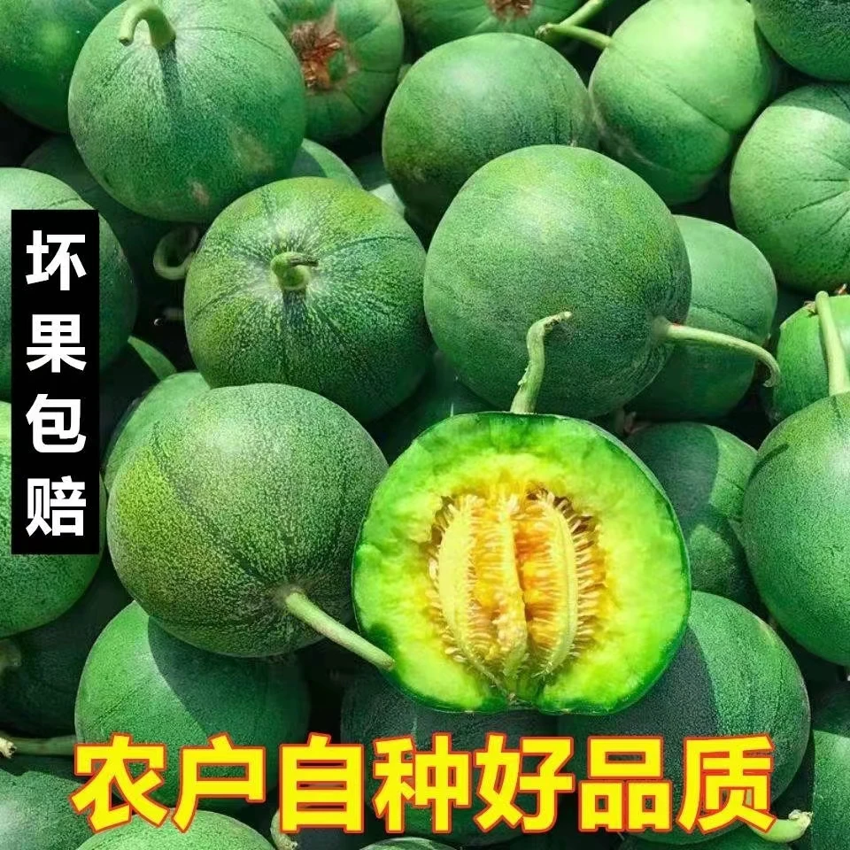 现摘头茬绿宝甜瓜新鲜采摘香甜清脆味道美味3-5斤清脆