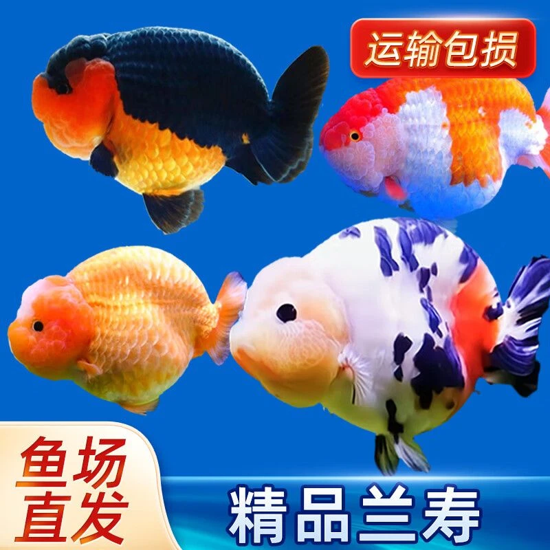 兰寿金鱼淡冷水鱼便宜好养耐活