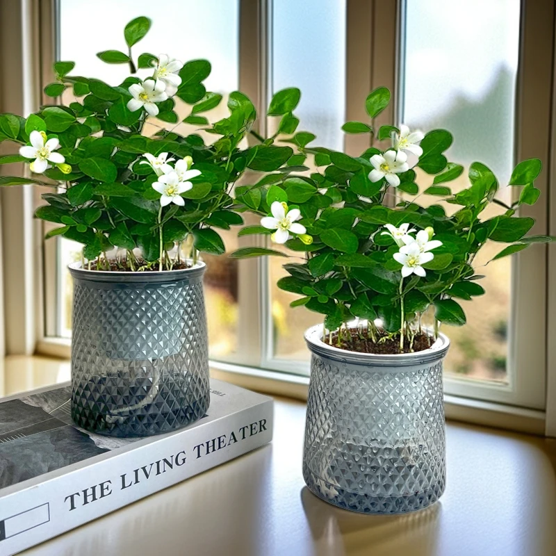 【 买一送一】九里香客厅净化空气桌面办公室美观四季常青绿植盆栽