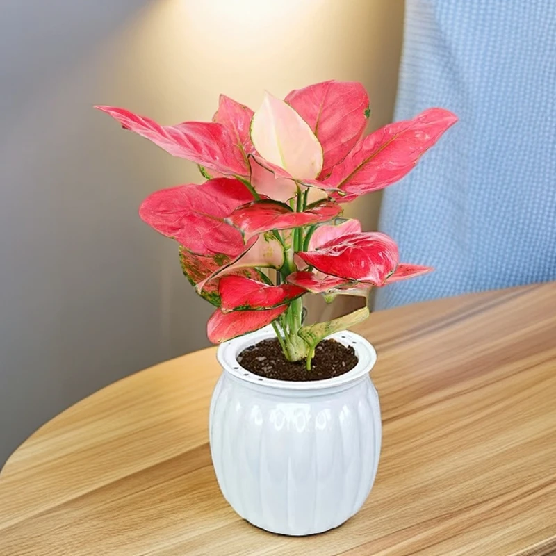 【吉利红】绿植花卉盆栽室内客厅办公净化空气红色植物美化鲜活花卉