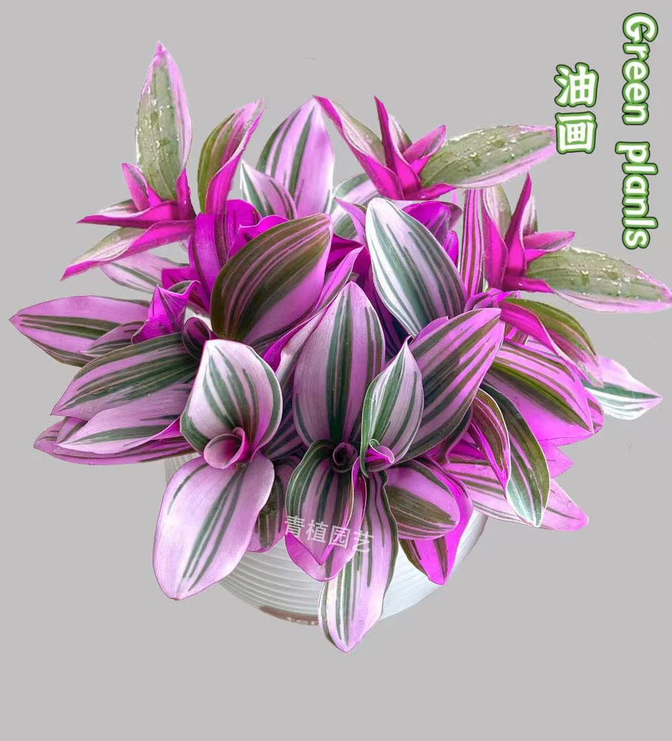 油画婚礼吊兰盆栽垂吊爆盆四季好养易活办公室花卉绿植多肉植物