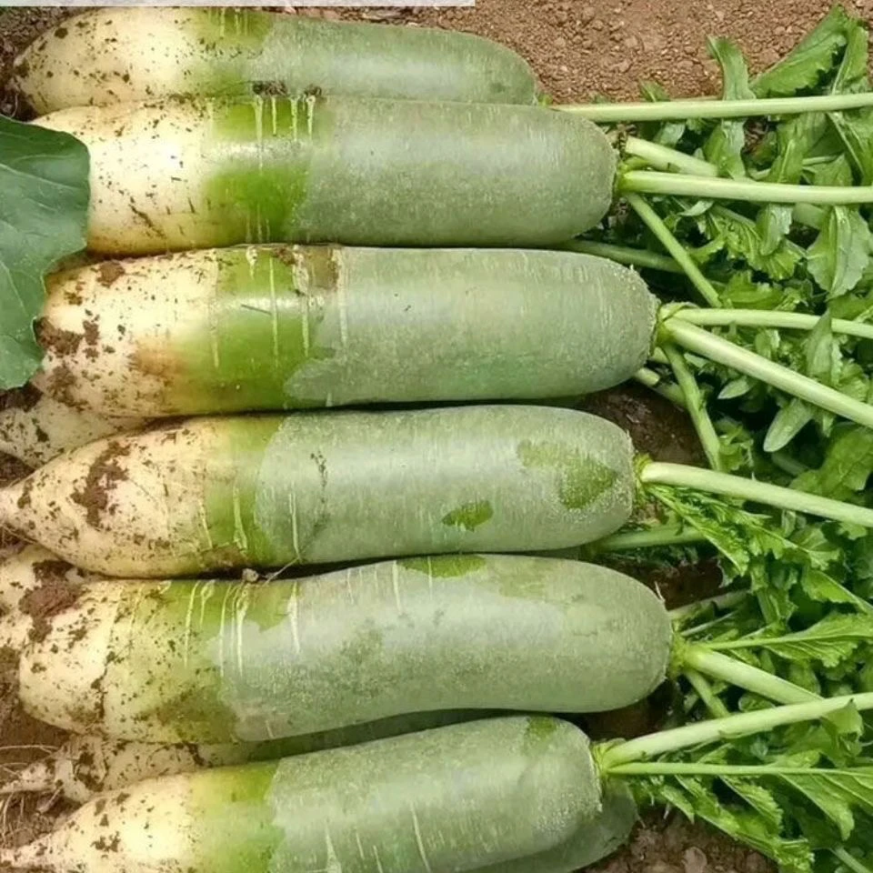 冰糖脆水果青萝卜籽秋季山东潍坊潍四季脆甜萝卜蔬菜种子萝卜种子