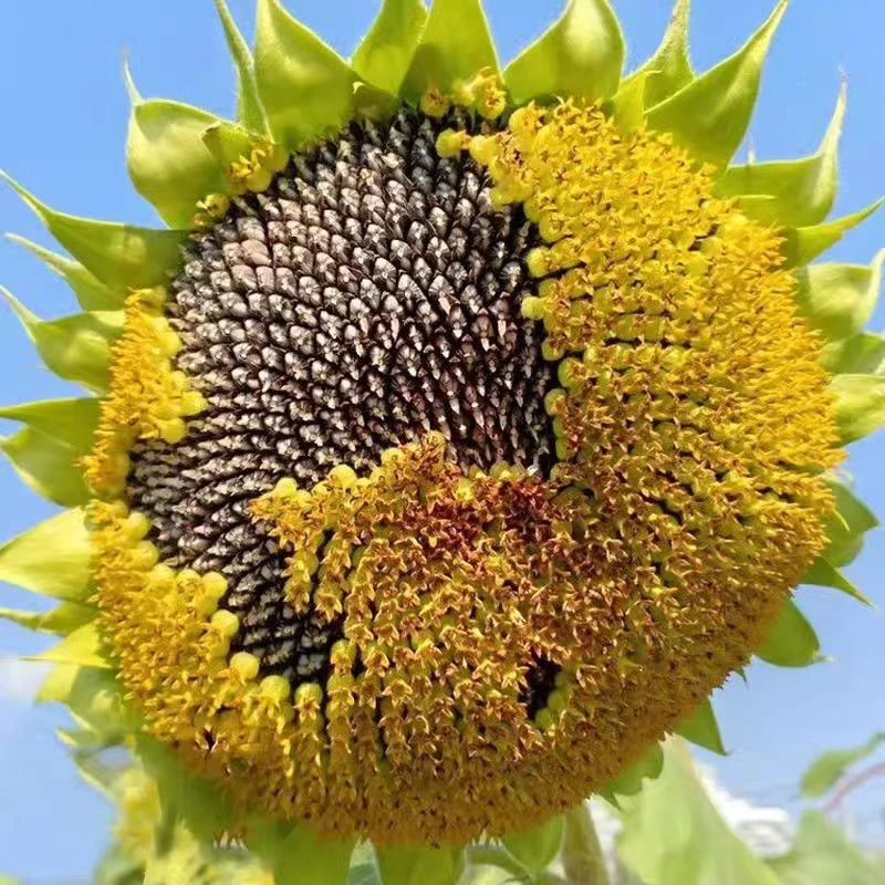 食用向日葵种子新鲜葵花种籽瓜籽油葵种子四季盆栽向日葵籽花种子