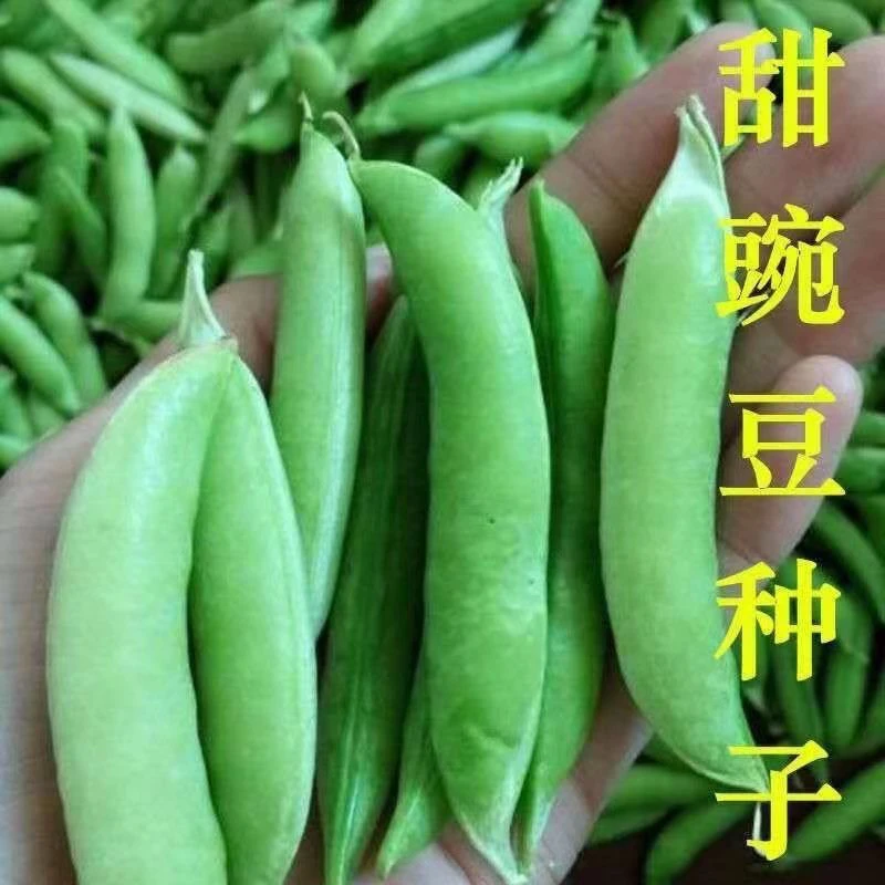 菜豌豆大荚青豆甜豌豆尖甜豌豆生吃四季播蔬菜种子