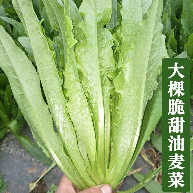高产油麦菜种子秋冬季蔬菜种籽四季种子油麦菜种子