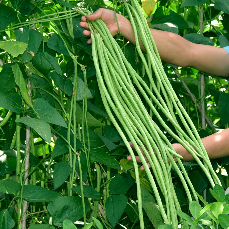 瀑布长豇豆辣椒蔬菜种子小院地栽四季种植摘不败无架豆角