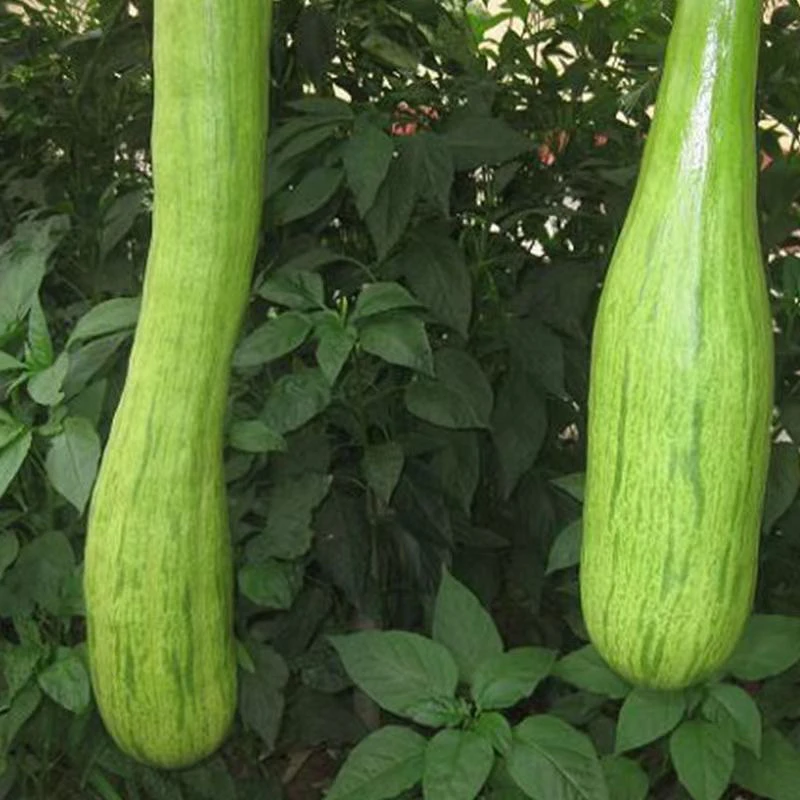 砍瓜种子春秋庭院简单种植爬藤蔬菜随砍随吃蔬菜瓜籽