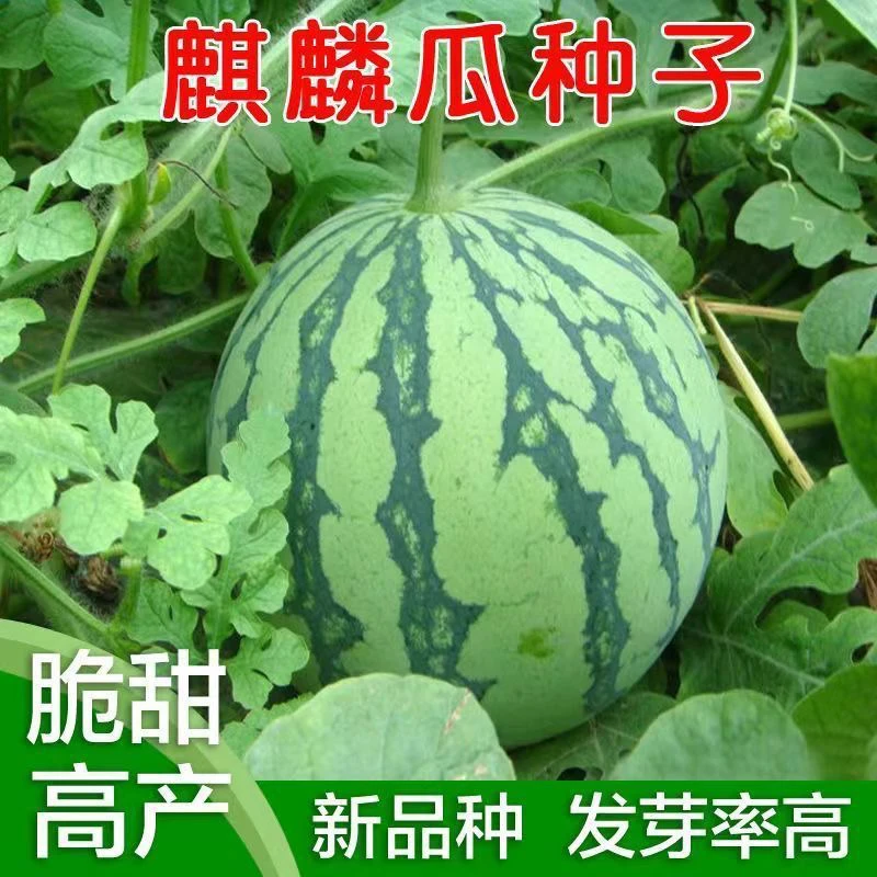 8424麒麟西瓜种子甜王四季蔬菜水果盆栽西瓜