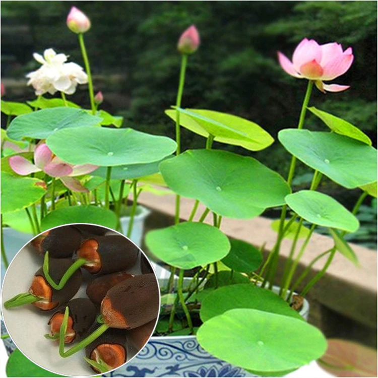 【水培碗莲】碗莲花卉好养种籽荷花盆栽客厅四季水养睡莲