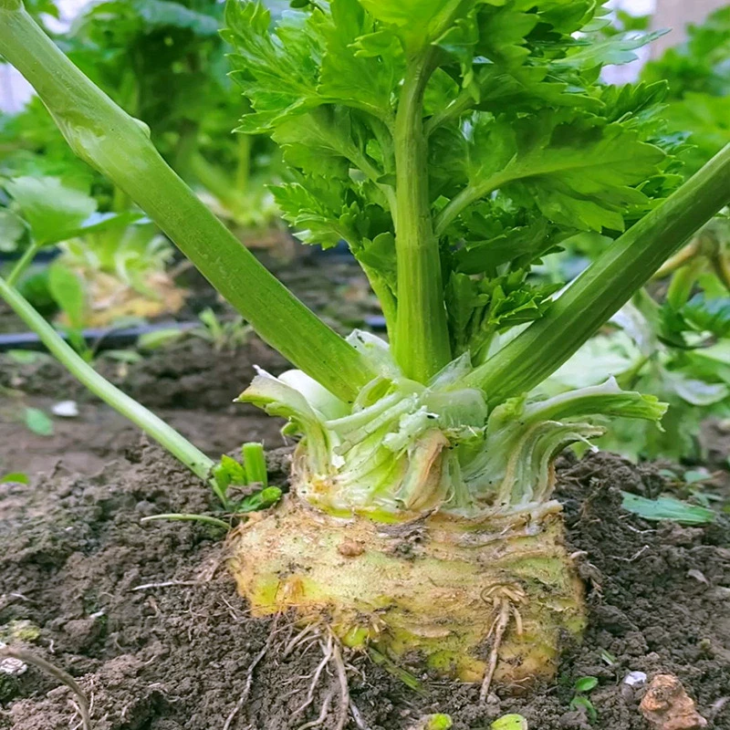 地中海根芹种子球茎芹菜四季家庭小院种植蔬菜种子