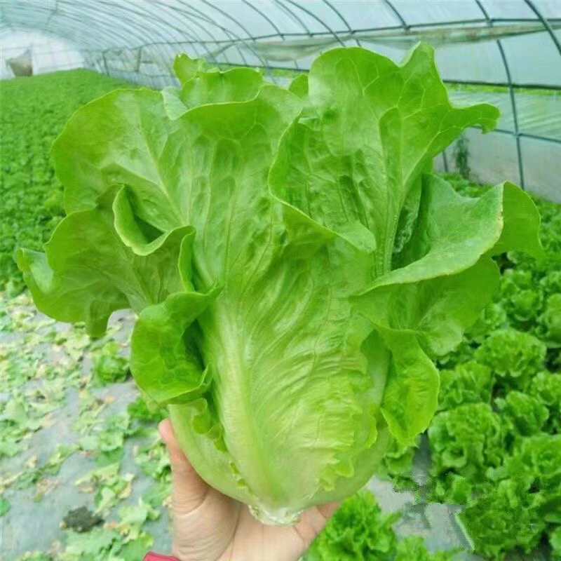 生菜意大利全年生菜种子四季播生新鲜菜蔬菜阳台种籽种菜