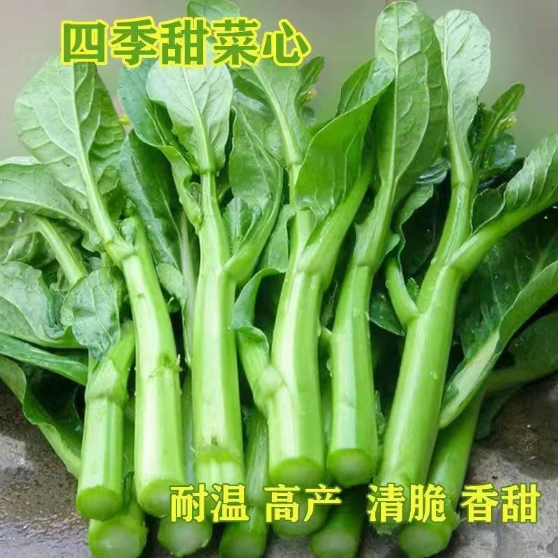 菜心种子广东甜菜心菜苔青菜籽春秋阳台盆栽蔬菜种