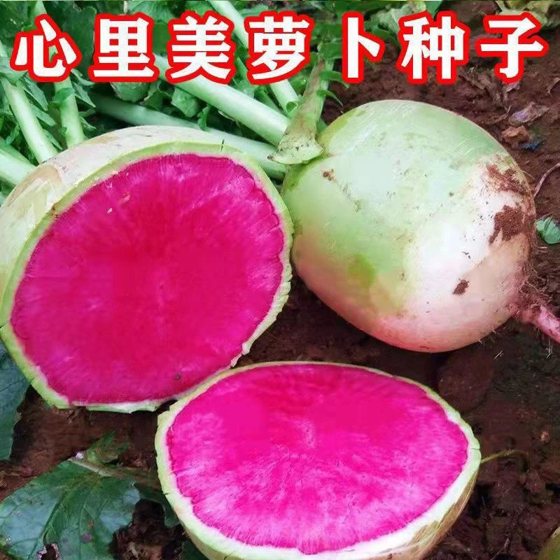 心里美萝卜种子青皮红心水果萝卜种子四季蔬菜种籽