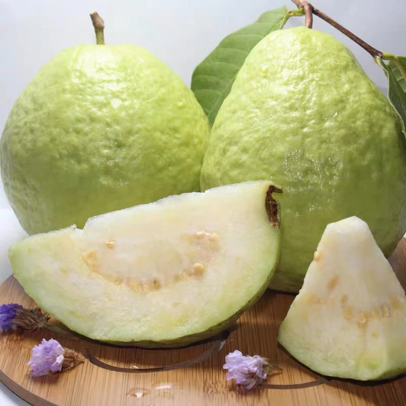 【六妈好物】牛乳芭乐 软糯香甜果香新鲜1件3斤起 辽宁发货