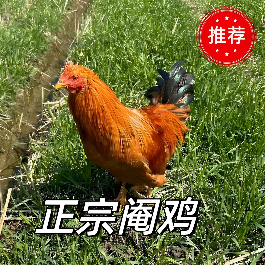 浙江阉鸡 镦鸡 太监鸡 线鸡 大公鸡 玉米鸡现杀品质顺丰包邮