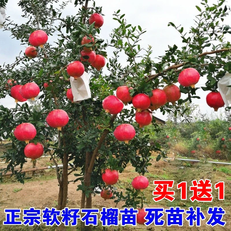 石榴树树苗突尼斯软籽石榴树庭院果树大红袍无籽石榴树大树盆栽苗