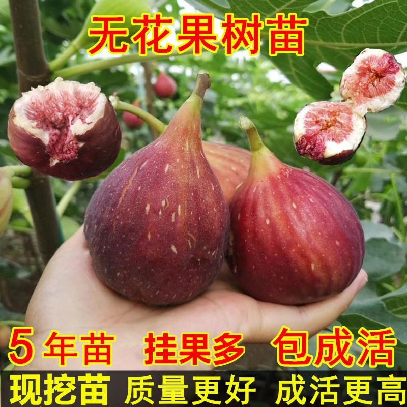 无花果树果苗盆栽地栽当年结果耐寒波姬红南方北方种植无花果树苗