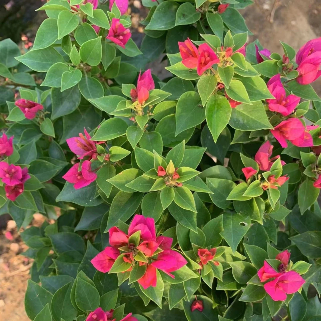 阿萍小桃红三角梅(颜色编号备注)