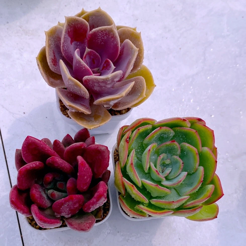 紫珍珠桃花源晨露 含花盆花土