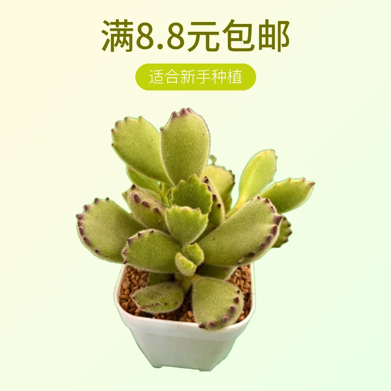 熊童子 含花盆 满8.8元包邮