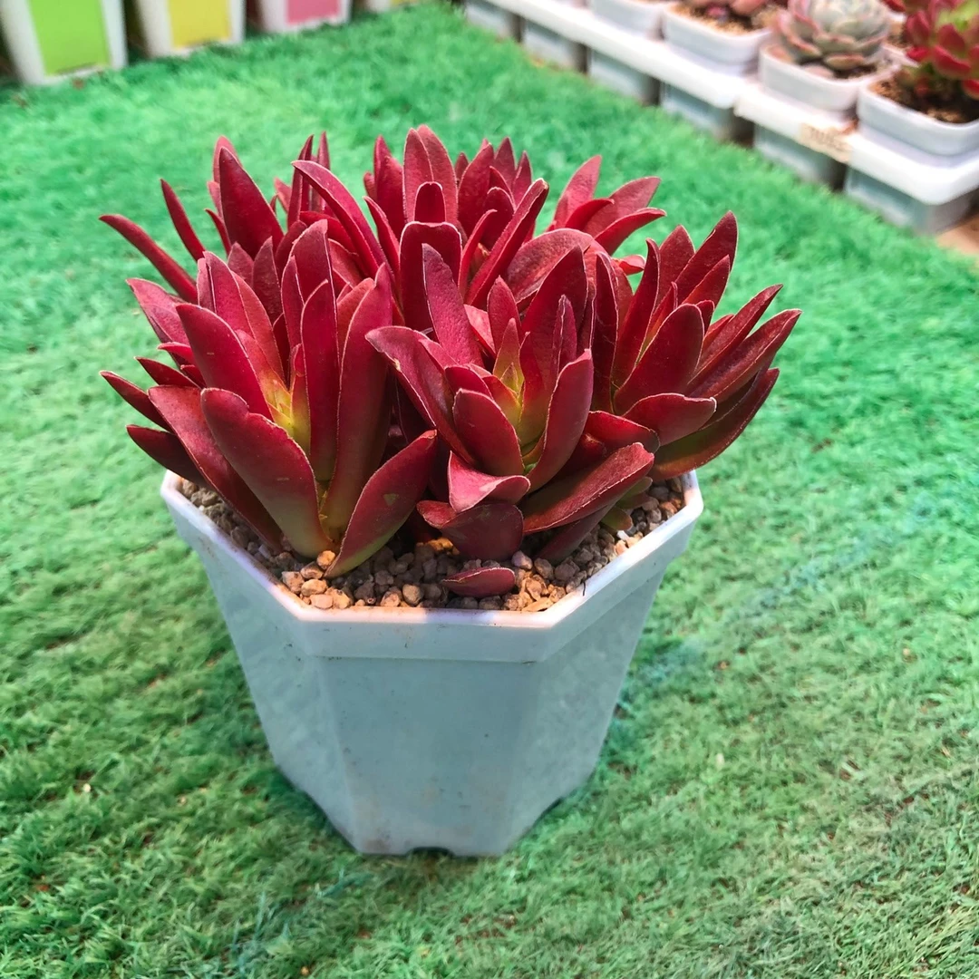 多肉植物组八红叶季送八角盆土72