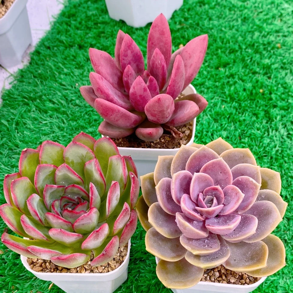 多肉植物组三桃花源樱桃紫珍珠送盆土65